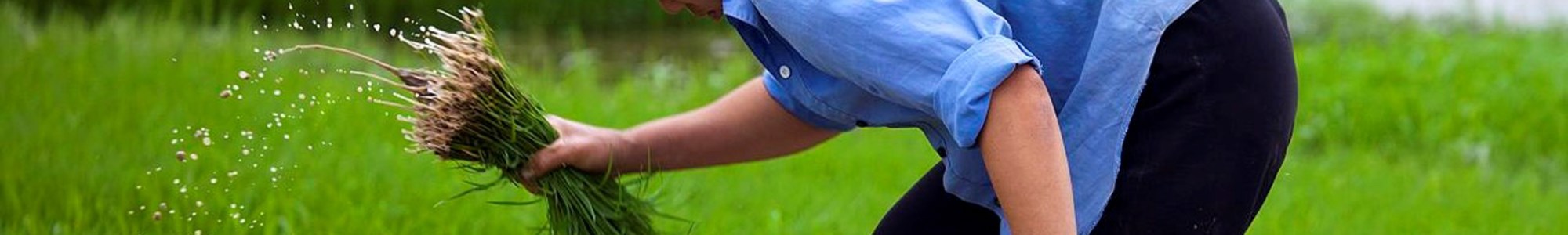 Agriculture Sector Policy Support, Cambodia